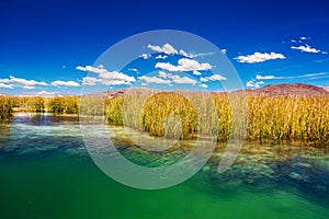 Lake Titicaca Reeds photo