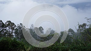 Lake Toba tropical rain forest