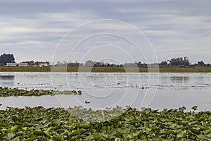 Lake Tohopekaliga near Kissimmee in Florida