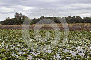 Lake Tohopekaliga near Kissimmee in Florida