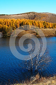 Lake and Tree