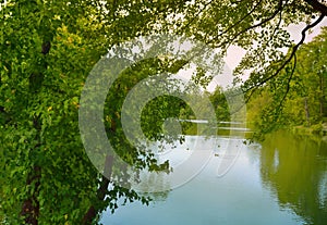 Lake through tree branches
