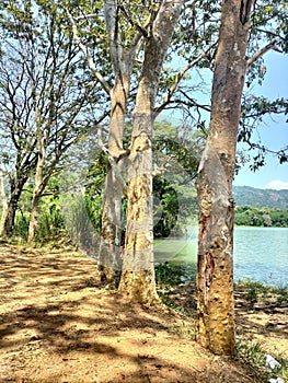 Lake with trees in Sri Lanka nature