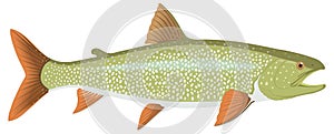 lake trout fish vector illustration transparent background