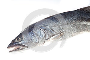 Lake Trout isolated on white