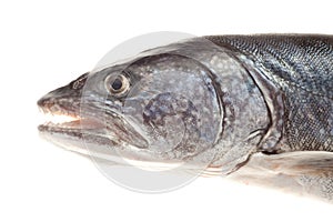 Lake Trout isolated on white