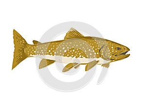 Lake Trout Salvelinus Namaycush or Mackinaw Side View WPA Art