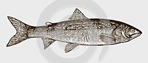 Lake trout salvelinus namaycush in side view