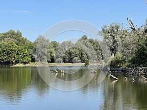 Lake Veliki Sakadas and floodplain forests, Kopacki rit Nature Park - Kopacevo, Croatia / Jezero Veliki SakadaÅ¡ i poplavne Å¡ume