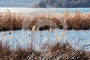 Lake Vico natural reseve