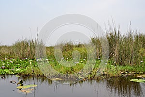 Lake Victoria, Uganda