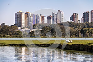 Lake view of Barigui Park with geese and city skyline - Curitiba, Parana, Brazil photo