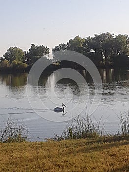 Lake view with a blue hern