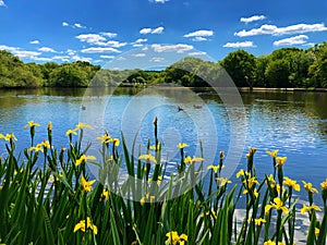 Lake view with blue sky reflection on water and yellow Iris in front