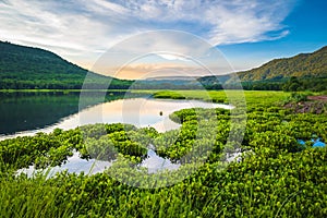 Lake view full of water hyacinth