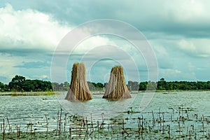 Lake view landscape. The jute stick standing in to the lake