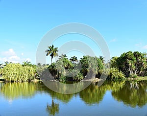 Lake view of the Park and Palm Trees