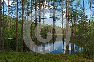 Lake view through trees of deep coniferous forest