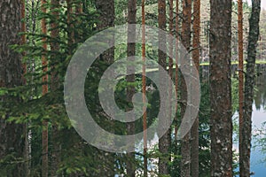 Lake view through trees of deep coniferous forest