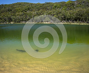 Lake Wabby on Fraser Island part of the Great Sandy National Park