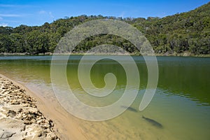 Lake Wabby on Fraser Island part of the Great Sandy National Park