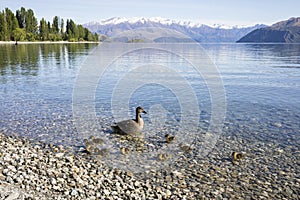 Lake Wanaka shoreline with ducks, Roys Bay, Wanaka, New Zealand