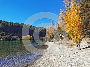 Lake Wanaka shoreline with golden autumn trees