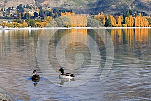 Lake Wanaka,South Island New Zealand.