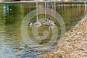 Lake Washington Geese 2
