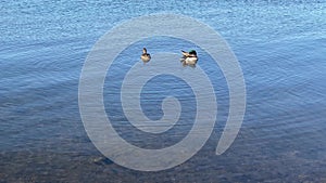 Lake water ducks wildlife shallow lakeside sunny breeze wind breezy clear wild duck pond