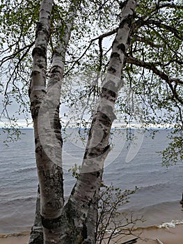 Lake water horizon Birch tree trunk branches white