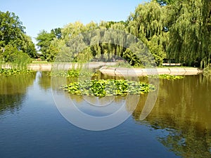 Lake with water lilies