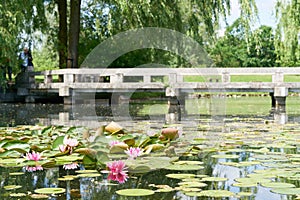 Lake with water lilies and a bridge in a Chinese garden near Berlin