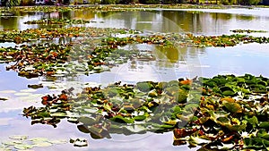 Lake With Water Lilies Neptun Romania