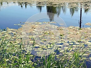 The lake with water-lilies