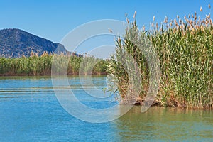 Lake water with reed grass cane marsh natural