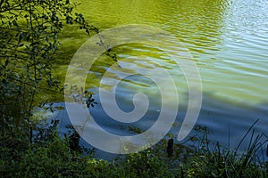 Lake water reflexion at city park