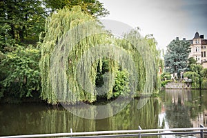 Lake with weeping willows in the castle in the city of Detmold