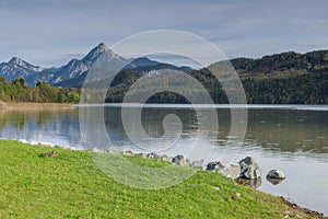 Lake Weissensee with Duck in bavaria