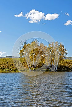 Lake and White Birch