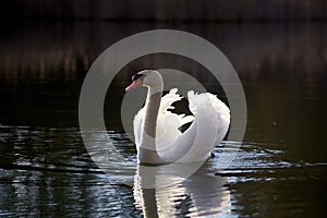 Lake with a white swan