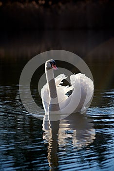 Lake with a white swan