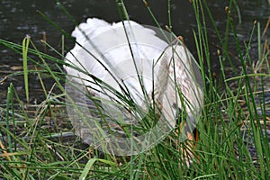 in the lake, a white swan is looking for food in the grass