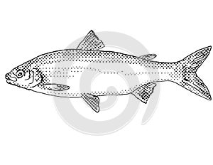 Lake whitefish or Coregonus clupeaformis Freshwater Fish Cartoon Drawing