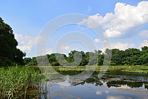 Lake with lilies in the wild forest