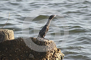 Lake wildlife in Sr Lanka