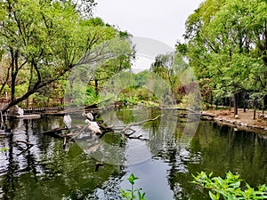 Lake @ Wildlife World Zoo in Jinan Shandong China