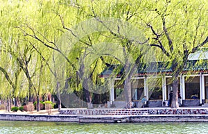 Lake and willow in the spring wind