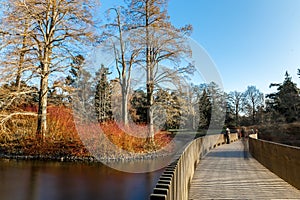 Lake in winter in Kew Gardens, London