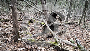 Lake Wister State Park hollow trees photo